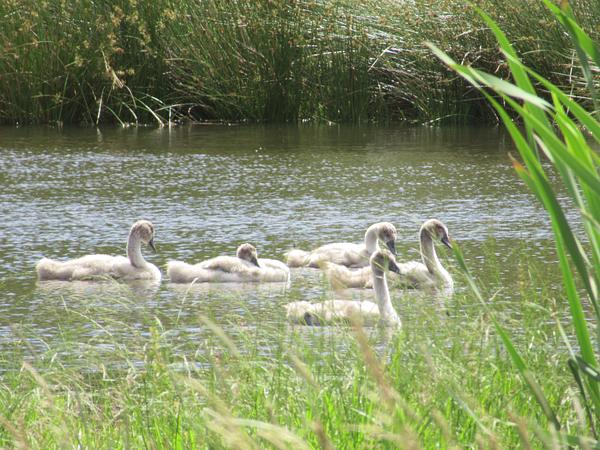 Cygnets before the parents left