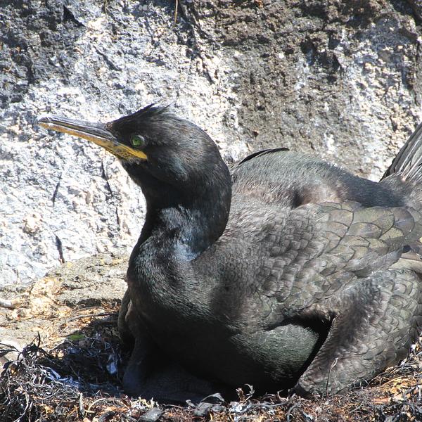 Close-up of a shag on the nest