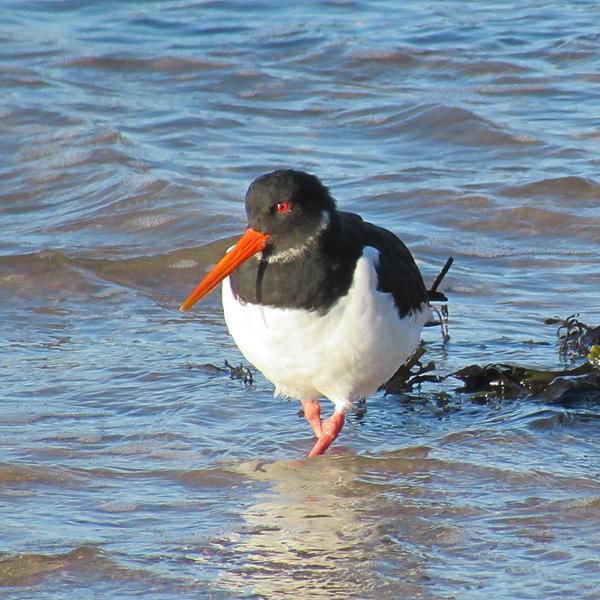 Oystercatcher standing in the water Oystercatcher standing in the water
