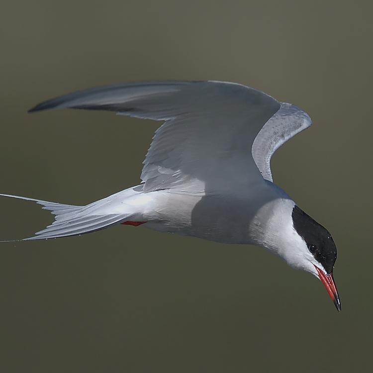 Common tern photo