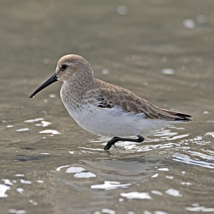 Dunlin photo