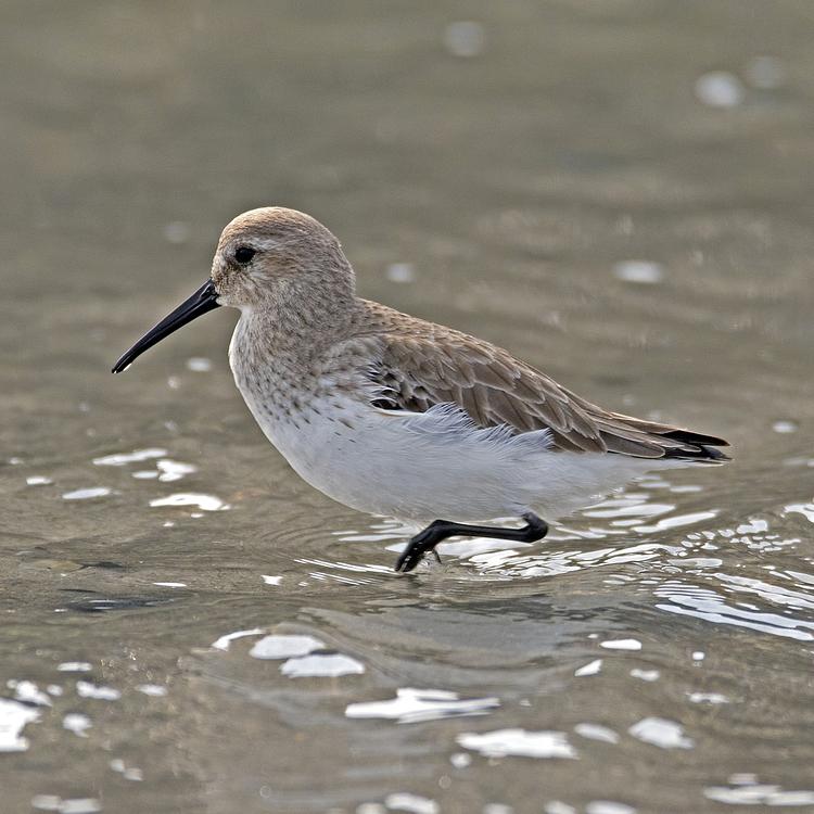 Dunlin photo