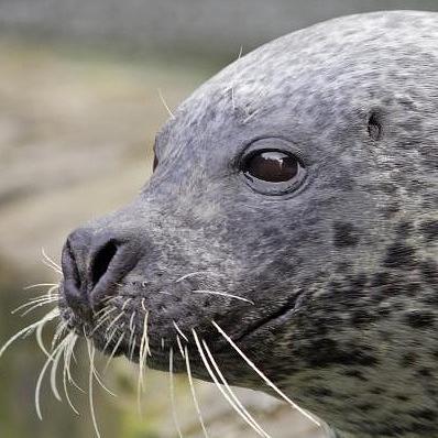 Close up seal