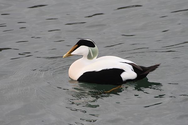 Eider