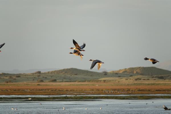 Mudflats and feeding geese