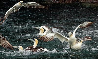 bass rock rib trips