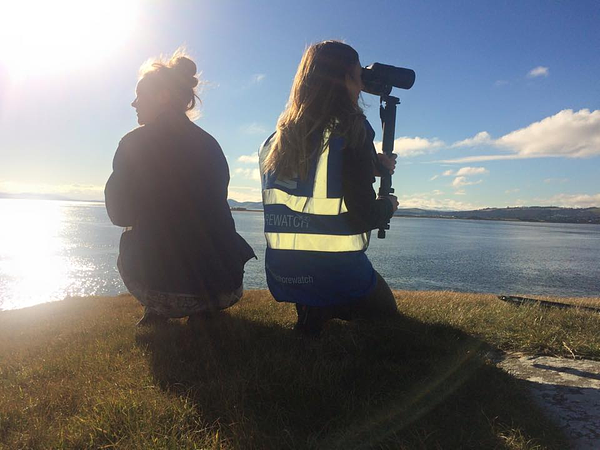 Citizen science WDC Shorewatch 