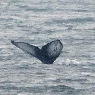 Humpback whale tail