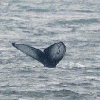 Humpback whale tail Humpback whale tail