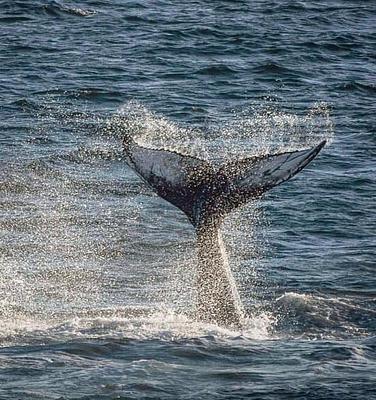 Humpback whale tail