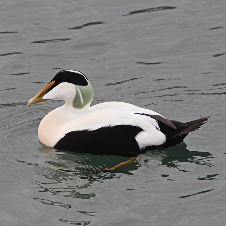 Eider  photo