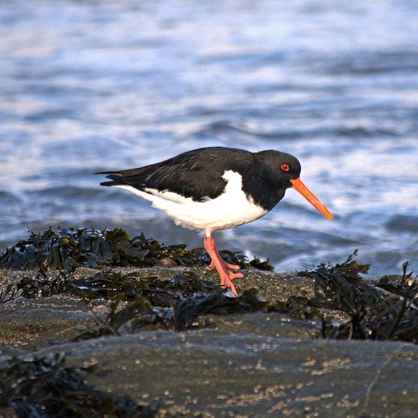 Oystercatcher on a rock 