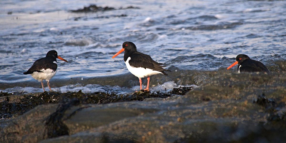 Scottish Seabird Centre