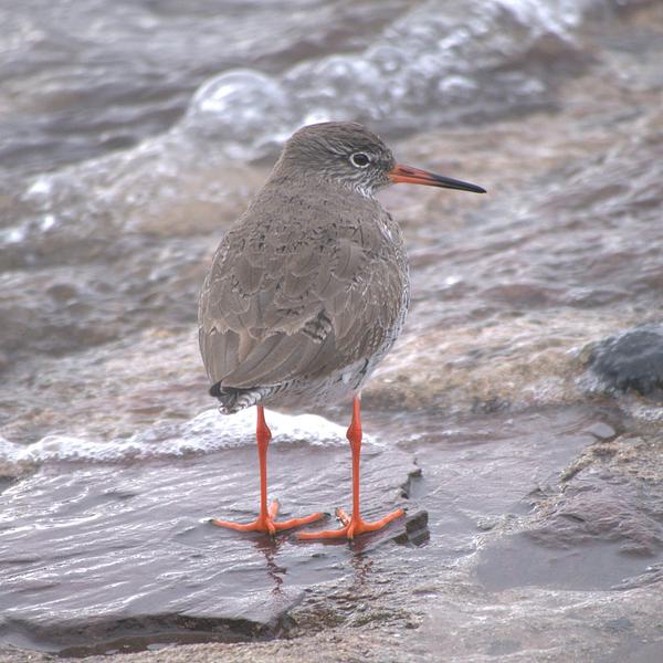 Redshank standing on the tideline 