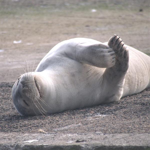 Seal relaxing Seal relaxing