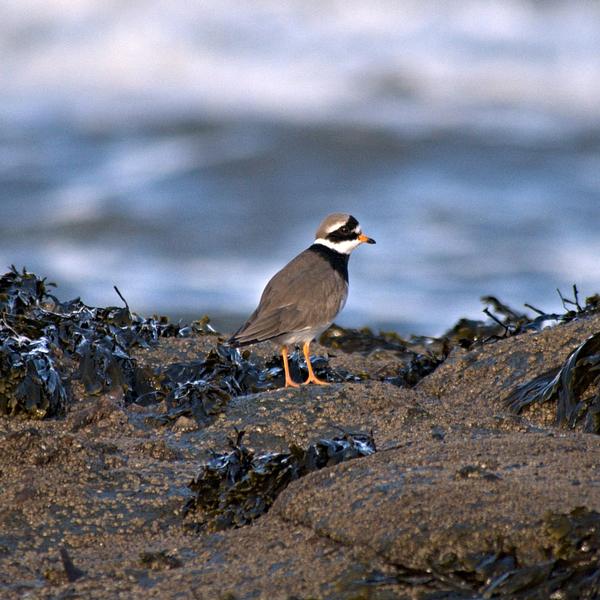 Ringed-plover on seaweed covered rocks, sea in background 