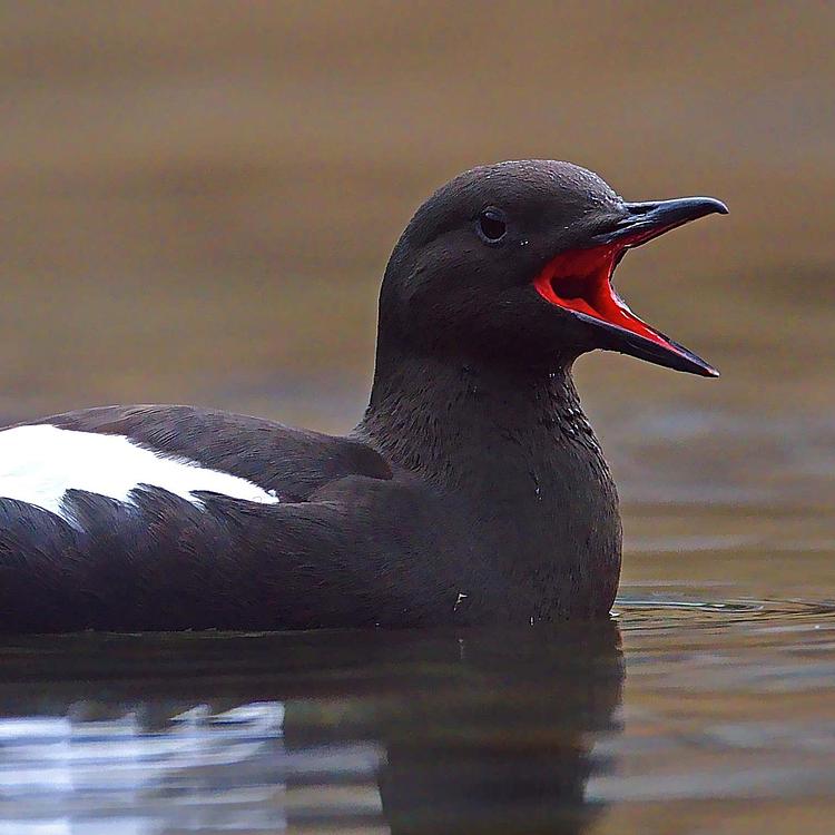 Marine Conservation in Scotland - Scottish Seabird Centre