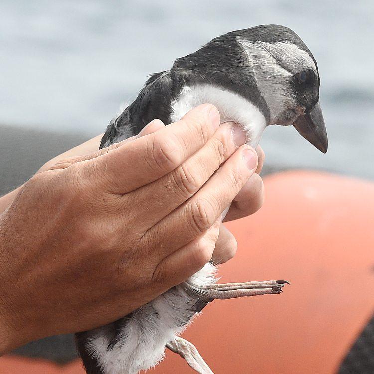 Puffling rescue  photo