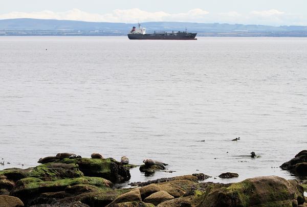 Seals & ships. Firth of Forth, ©️Emily Hague Seals & ships. Firth of Forth, ©️Emily Hague