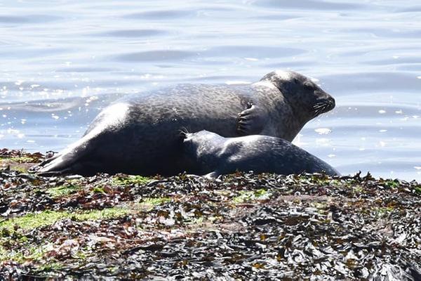 Harbour seal Mum & pup Harbour seal Mum & pup