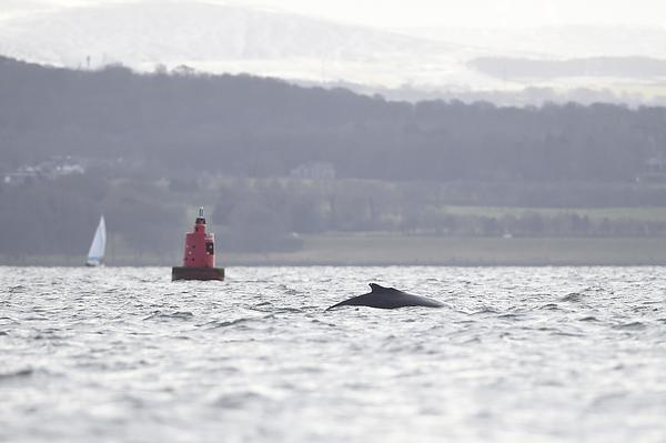 Humpback whale in teh Forth of Forth